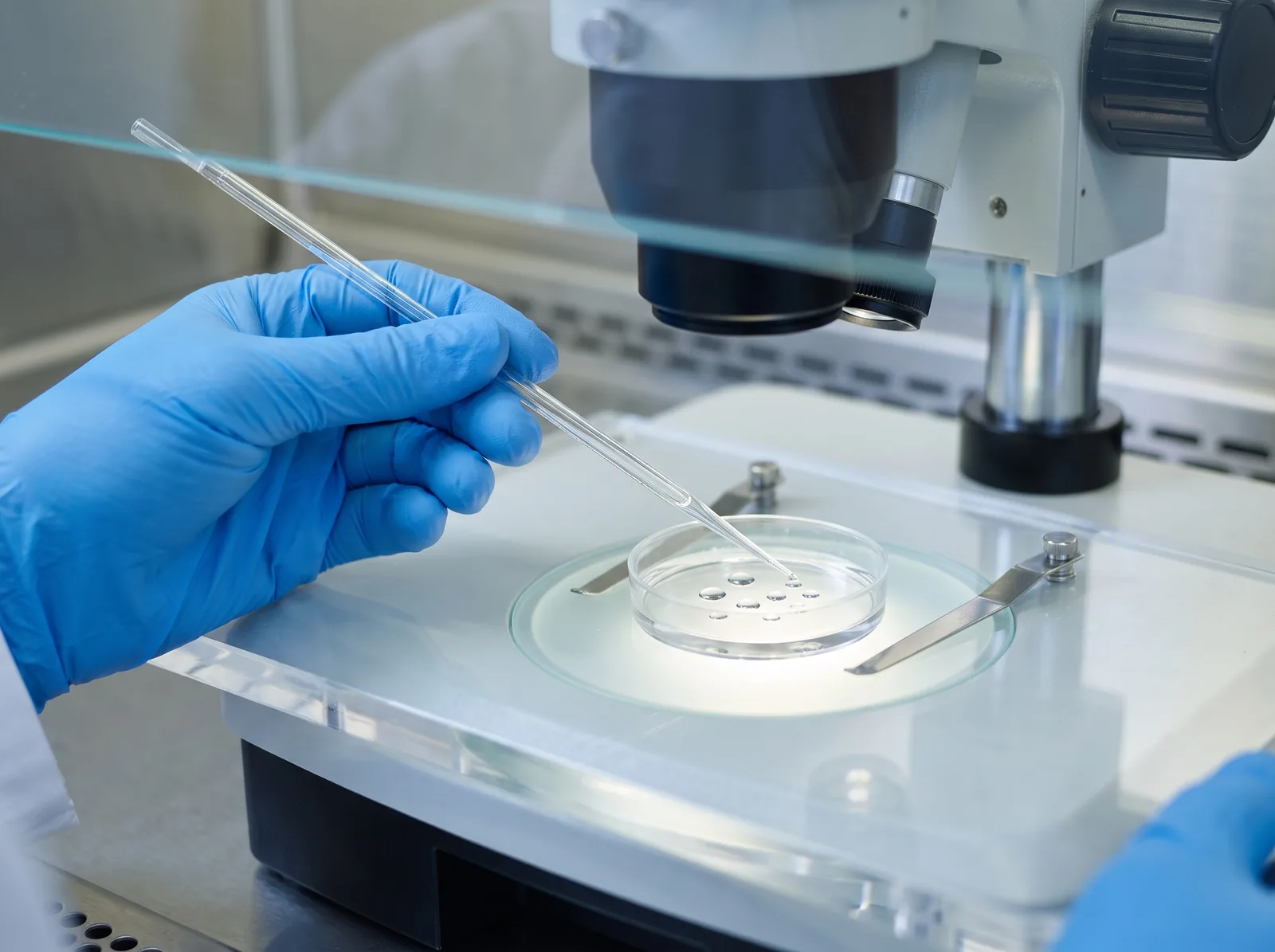 A pipette over a culture dish under a stereo microscope